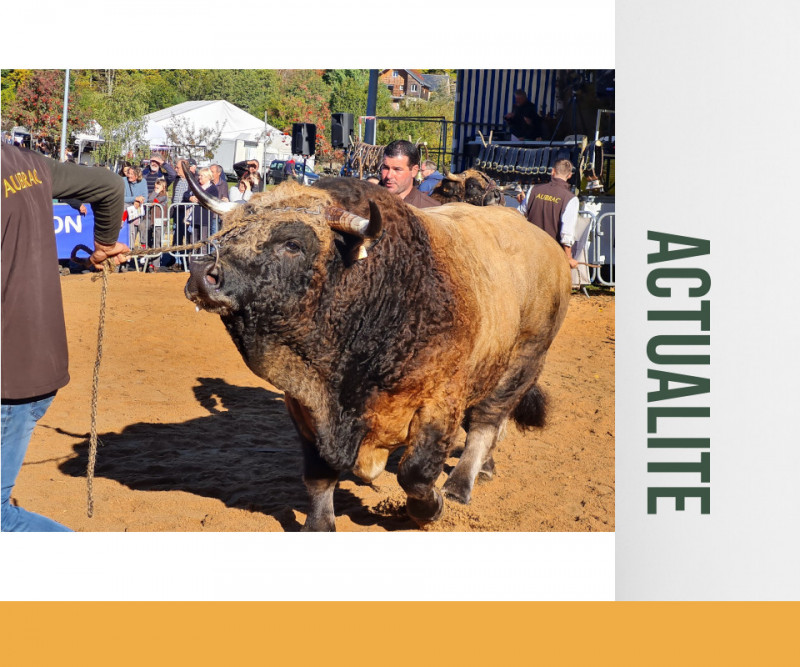 Concours département 2022 de la race Aubrac à Brameloup