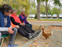 Amicale des Aveyronnais, randonnée du 19 octobre — Les berges du Girou